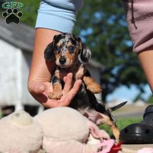 Barney, Dachshund Puppy